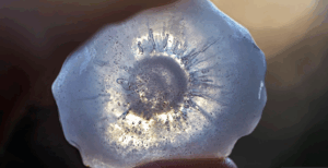 The Science of Hail: How it effects your vehicle